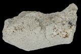 Agatized Fossil Coral - Florida #188176-1